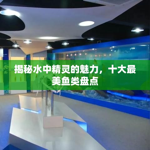 揭秘水中精灵的魅力，十大最美鱼类盘点