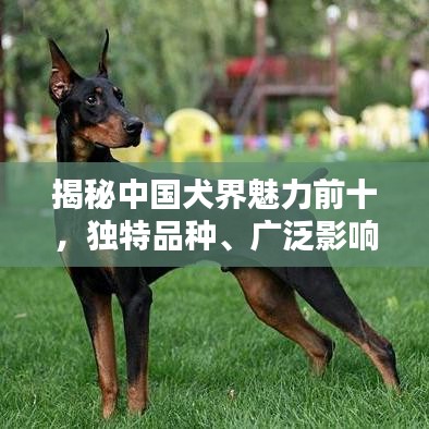 揭秘中国犬界魅力前十，独特品种、广泛影响力与忠实爱好者齐聚一堂