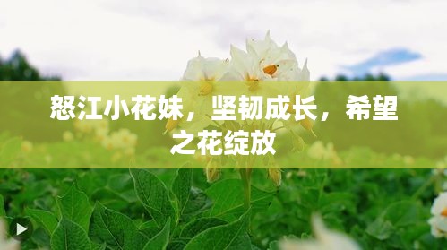 怒江小花妹，坚韧成长，希望之花绽放