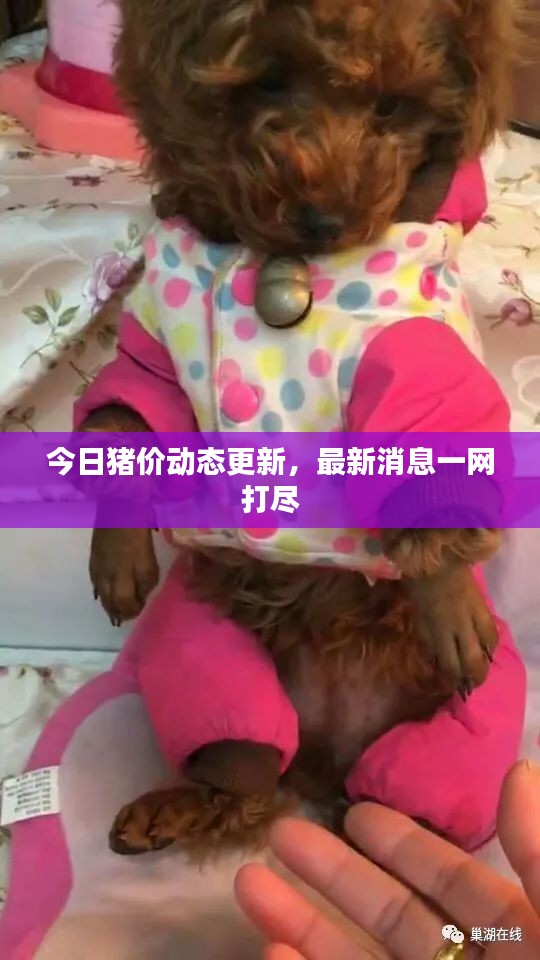 今日猪价动态更新，最新消息一网打尽